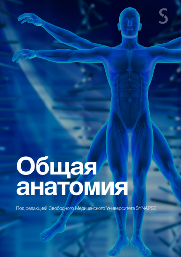Synapse - Учебник по анатомии
