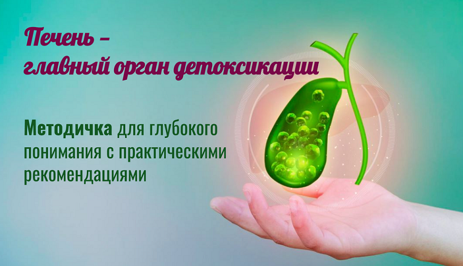 Печень / МАН - главный орган детоксикации